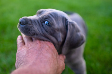 Adorable Two-Month-Old Cane Corso Puppy Portrait