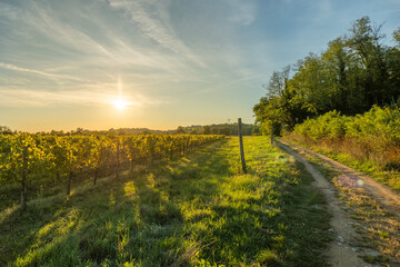 vista panoramica su di un ambiente naturale tra le campagne del Friuli Venezia Giulia, di pomeriggio, prima del tramonto, in estate, con cielo sereno