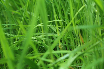 Meadow grass blades with dew water droplets in macro spring