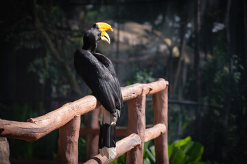Rhinoceros hornbill (Buceros rhinoceros) perched in a conservation, its vibrant casque and striking plumage glowing in the soft sunlight.