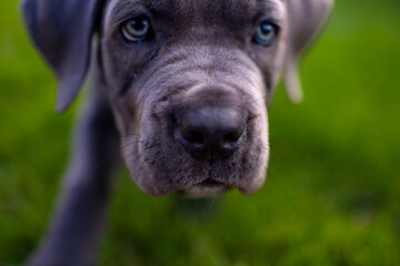 Adorable Two-Month-Old Cane Corso Puppy Portrait