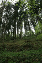 Temperate central european mixed forest tall canopy and lush understory