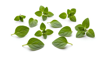 Obraz premium fresh green leaves