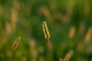 vista macro su di un esemplare di pianta di Setaria in primo piano, illuminata e colorata di arancione dalla luce del sole al tramonto, campo naturale di campagna verde sfuocato sullo sfondo
