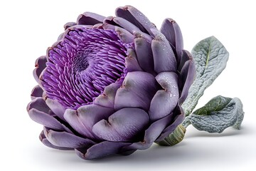 A fresh purple artichoke isolated on a white background, showcasing its vibrant color and unique texture.