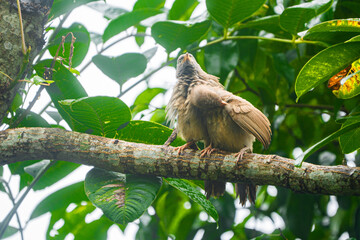 Yellow-billed babbler (Argya Affinis) birds on the tree