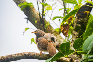 Yellow-billed babbler (Argya Affinis) birds on the tree