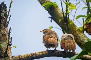 Yellow-billed babbler (Argya Affinis) birds on the tree