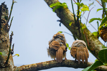 Yellow-billed babbler (Argya Affinis) birds on the tree