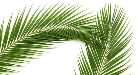 Fototapeta premium palm tree leaves