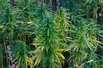 Renewable resources- (Cannabis sativa subsp. sativa) in farmer's fields © talavietis