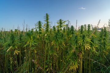 Renewable resources- (Cannabis sativa subsp. sativa) in farmer's fields © talavietis