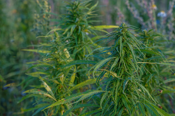 Renewable resources- (Cannabis sativa subsp. sativa) in farmer's fields © talavietis
