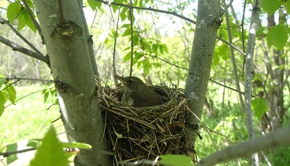 Small bird in nest high in a tree