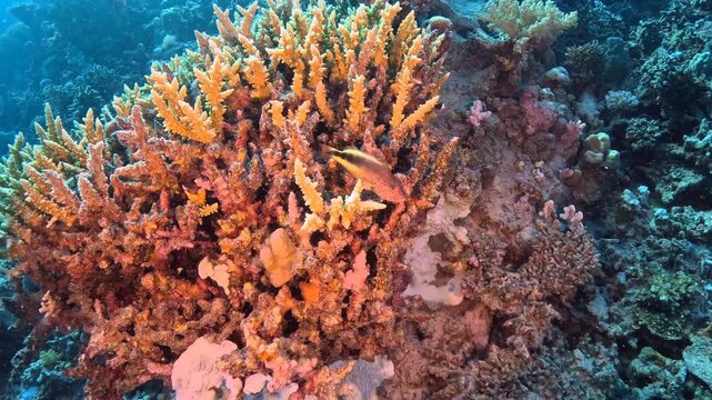 Coral reef and sitting fish. Blackside hawkfish (Paracirrhites forsteri) on the reef, underwater video from scuba diving. Marine life in the deep murky tropical ocean. Travel footage, tropical fish.