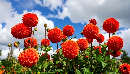 Vivid orange dahlias against a partly cloudy sky