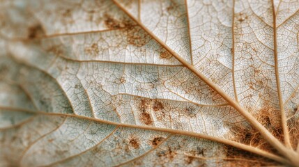 A close-up view reveals the intricate patterns and textures of a dried leaf. The leaf exhibits a range of colors, showcasing details like veins, cracks, and age spots, typical of autumn.