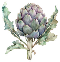 Obraz premium PNG Artichoke artichoke vegetable produce.