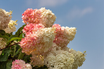 Colorful Pink Hydrengea Grouping Close-up