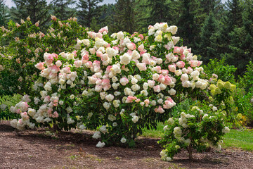 Colorful Pink Hydrengea Grouping Close-up