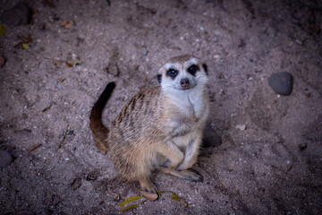 Fototapeta premium Standing meerkat in a defensive posture, looking directly at the on a sandy ground area.
