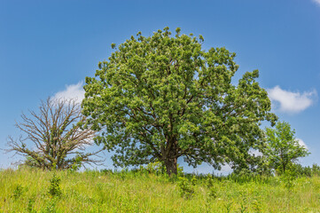 Midwest Prairie Oak Savanna with Tall Scrub Oak Tree