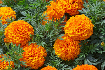 Close-up Macro of Colorful Orange Marigold