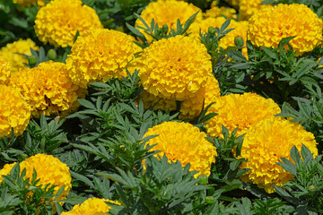 Close-up Macro of Colorful Yellow Marigold