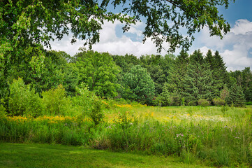 American Midwest Prairie with Tall Prarie Grasses and Wildflowers