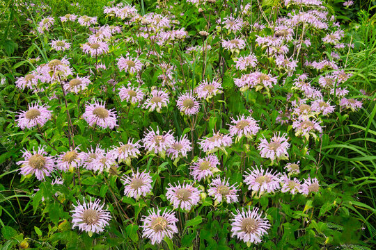 Grouping of Wild Bergamot in the American Midwest Prairie