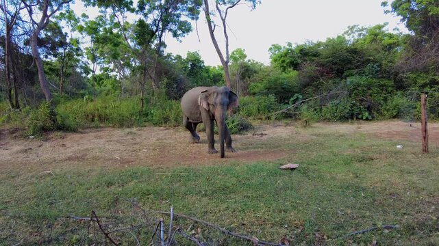 A female of the Asian elephant (Elephas maximus) in the wild