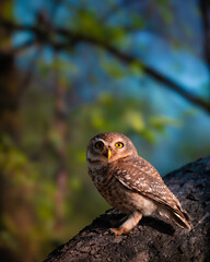Spotted Owlet perched on tree trunk at Keoladeo Bharatpur Bird Sanctuary, India. Sharp yellow eyes, brown plumage, and natural habitat make this a striking portrait of Indian nocturnal wildlife.