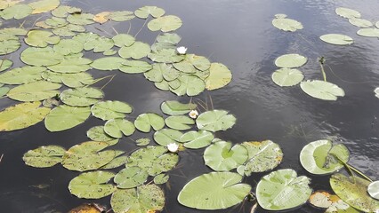 water lilies in the pond