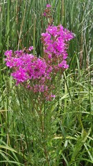 purple flowers in the field