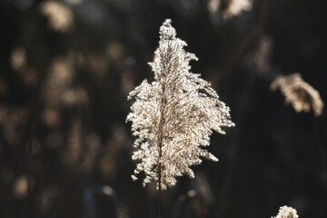 vista macro di un esemplare in primo piano di una cannuccia di palude dai colori chiari, di giorno, illuminata dal sole, in un ambiente naturale, con sfondo scuro e sfuocato