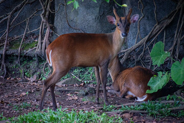 Two Southern red muntjac (Muntiacus muntjak), barking deer from Southeast Asia, resting on lush grass in a forested conservation area, with its reddish coat blending into the natural surroundings.