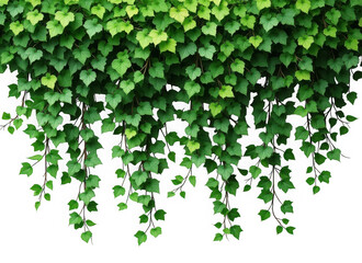 Lush green ivy vines cascading downward with vibrant leaves isolated on transparent background