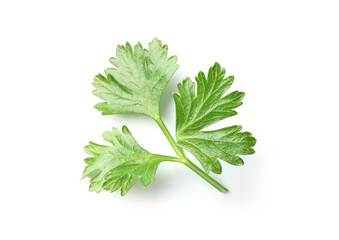 Sprig of fresh parsley isolated on white, top view