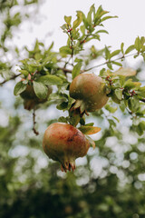 Close-up of a ripening pomegranate fruit hanging on a tree branch, surrounded by lush green leaves. 