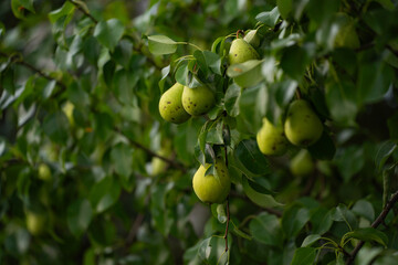 green pear fruit on a tree branch with leaves