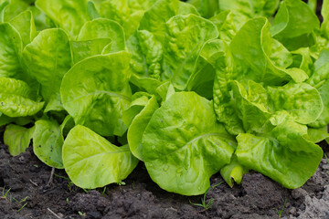 vegetable lettuce and cabbage leaves in the garden, fresh herbs