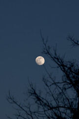 vista verticale della luna piena sorta nel cielo blu scuro, dopo il tramonto, da dietro alcuni rami...