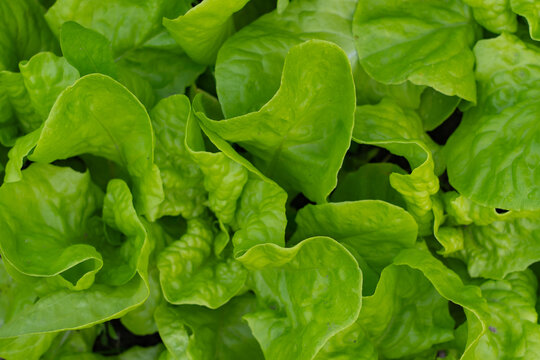 vegetable lettuce and cabbage leaves in the garden, fresh herbs