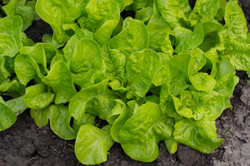 vegetable lettuce and cabbage leaves in the garden, fresh herbs