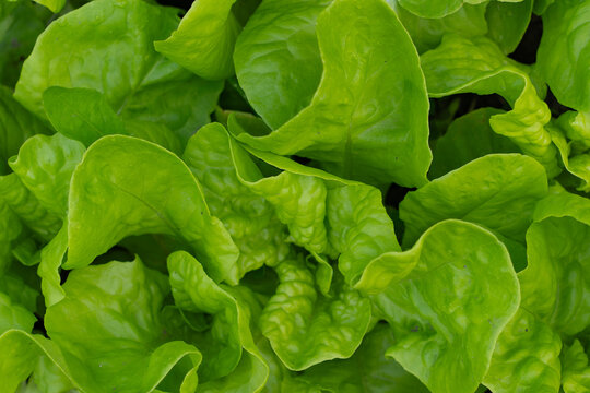 vegetable lettuce and cabbage leaves in the garden, fresh herbs