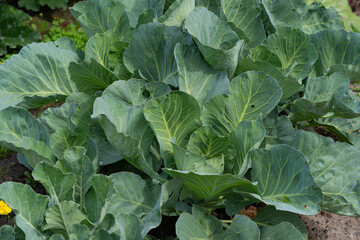 vegetable lettuce and cabbage leaves in the garden, fresh herbs