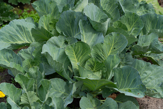 vegetable lettuce and cabbage leaves in the garden, fresh herbs