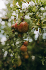 Close-up of a ripening pomegranate fruit hanging on a tree branch, surrounded by lush green leaves. 