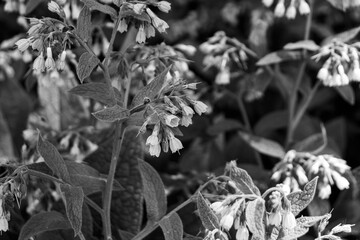 Symphytum asperum known as rough comfrey and prickly comfrey flowers closeup with lush background in black and white