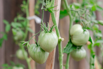 Green tomatoes grow on vine in a garden, waiting to ripen under the sun during mid-summer season